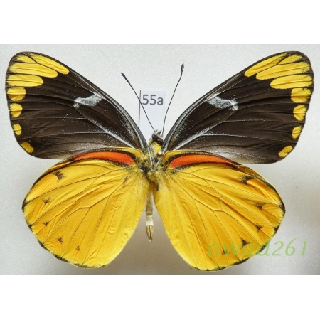 Delias splendida Rothschild, 1894 Indonesia, Timor55a